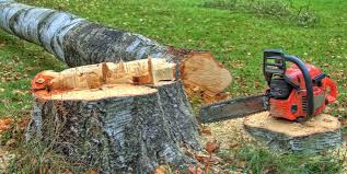 How Our Tree Care Process Works  in  Los Alamos, NM