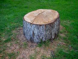 Professional Tree Care in Los Alamos, NM