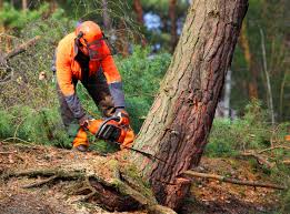 Best Stump Grinding and Removal  in Los Alamos, NM